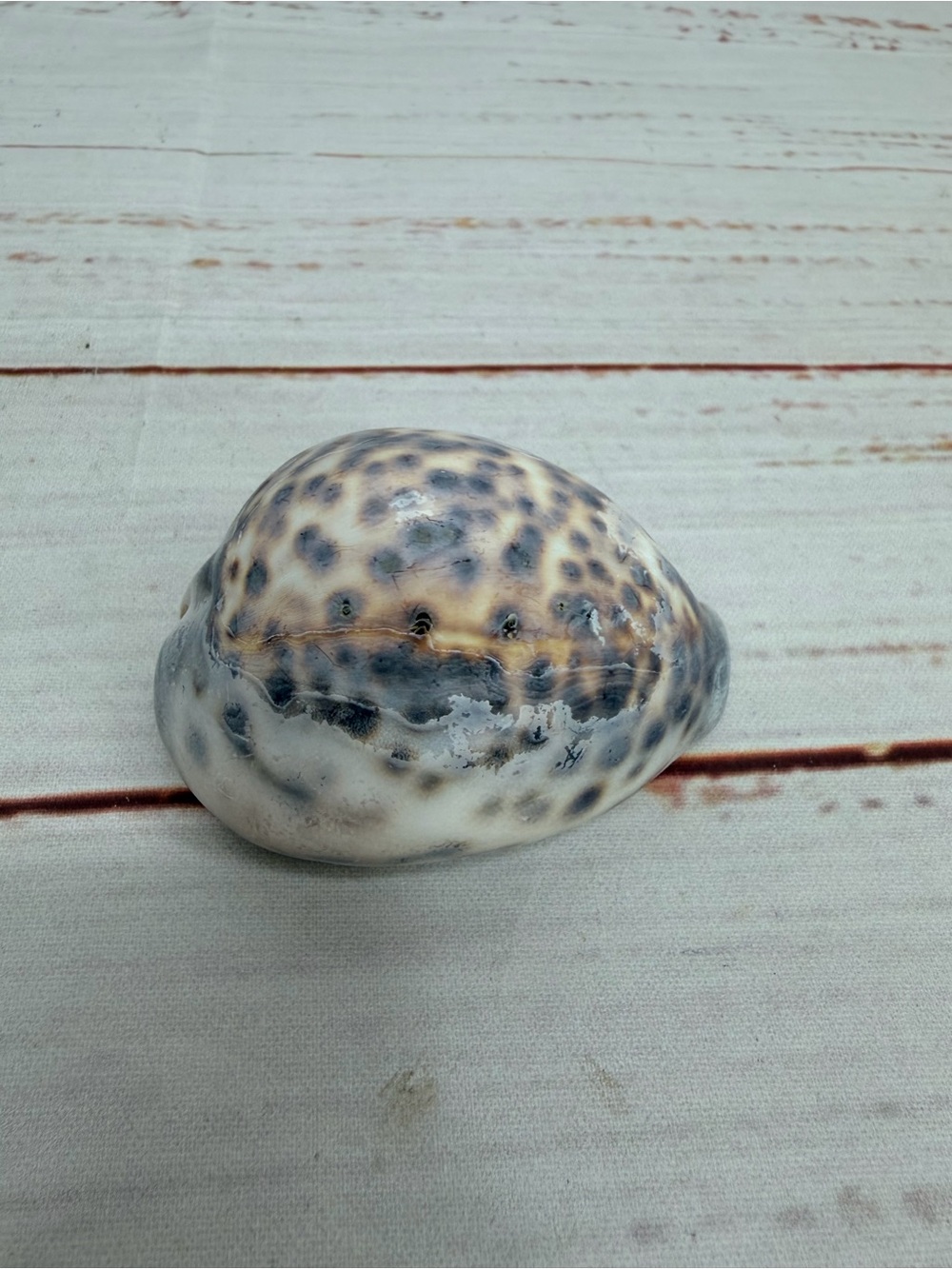 Seashell from down by the seashore